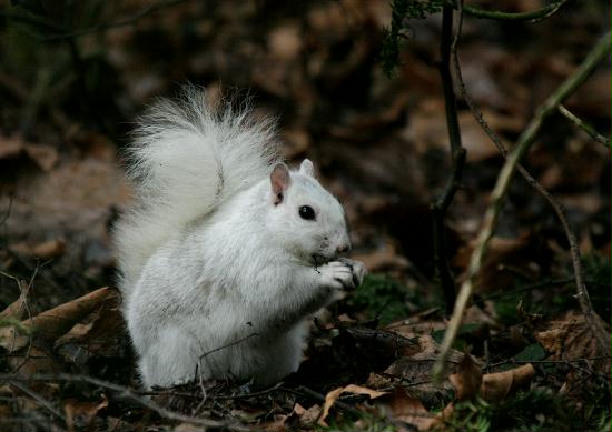 Grey Squirrel <i>Sciurus carolinensis</i>